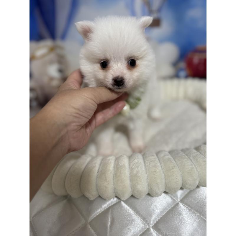 成約済の埼玉県のポメラニアン-404114の3枚目