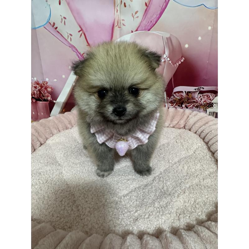 成約済の埼玉県のポメラニアン-404117の3枚目