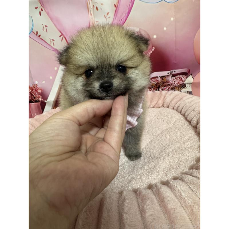 成約済の埼玉県のポメラニアン-404117の2枚目