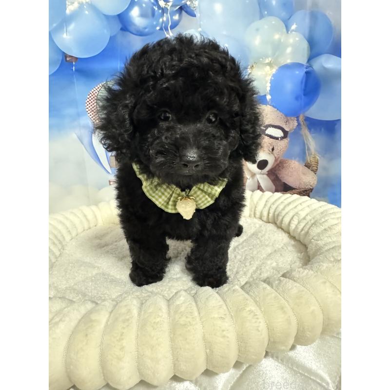 成約済の埼玉県のティーカッププードル-401315の5枚目