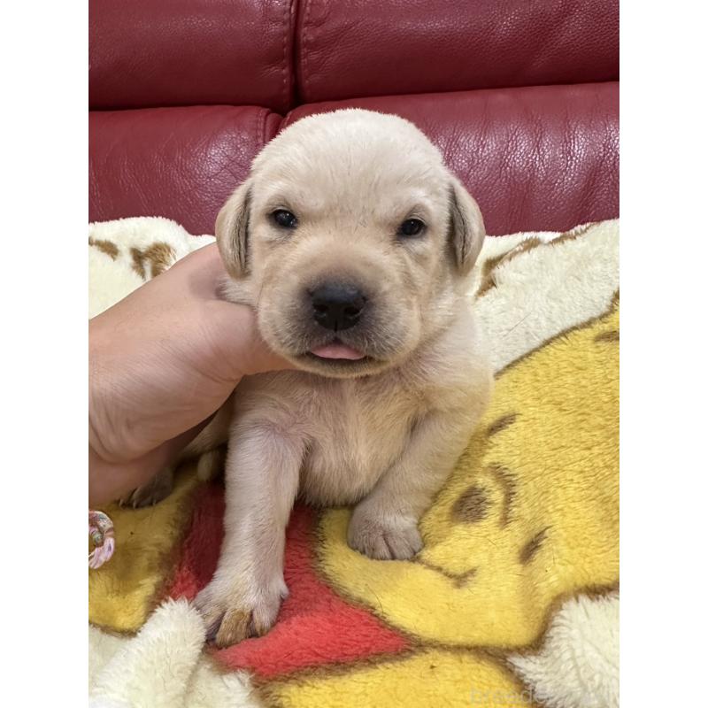 販売中の岡山県のラブラドールレトリーバー-405759の4枚目