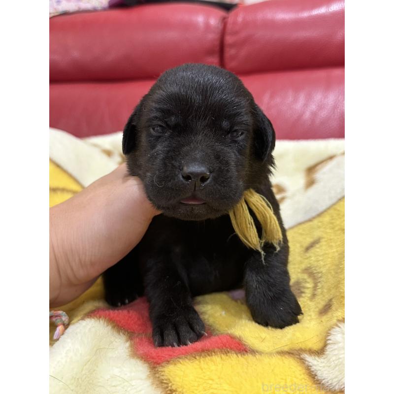 販売中の岡山県のラブラドールレトリーバー-405767の4枚目