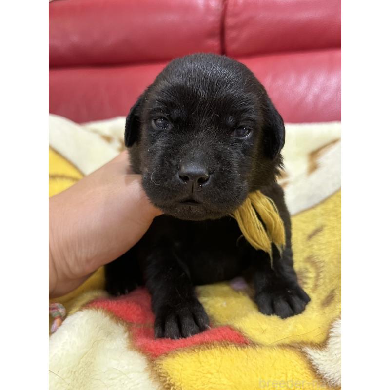 販売中の岡山県のラブラドールレトリーバー-405767の3枚目