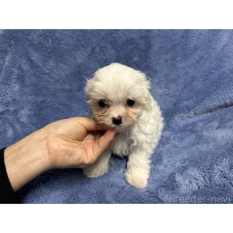 販売中の佐賀県のマルチーズ-405774の3枚目