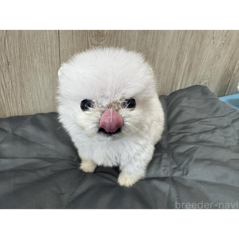 販売中の静岡県のペキニーズ-405784の4枚目