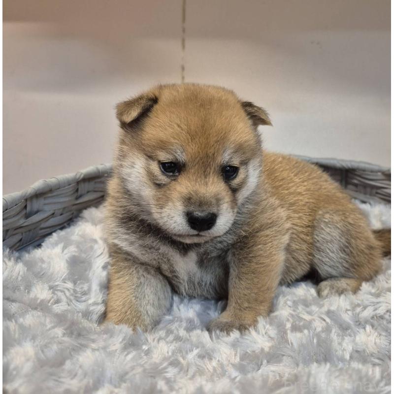 販売中の富山県の柴犬-405793の7枚目