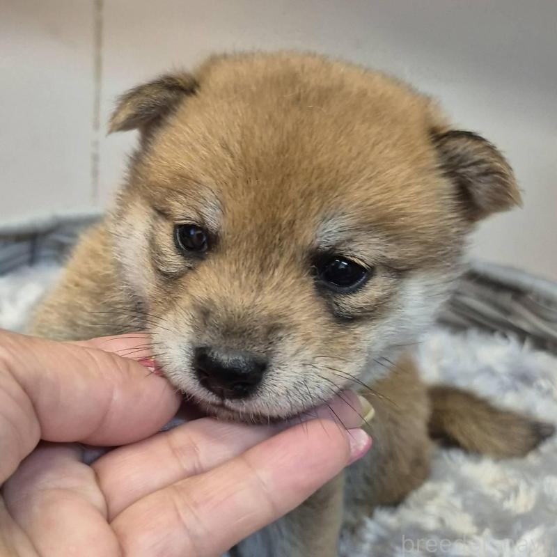 販売中の富山県の柴犬-405793