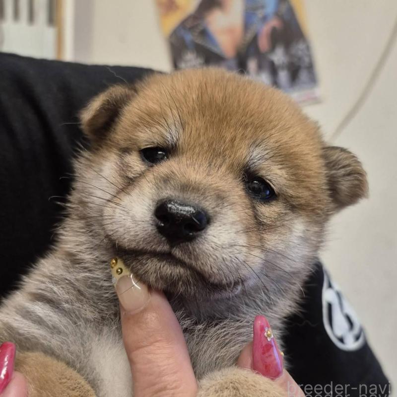 販売中の富山県の柴犬-405793の6枚目