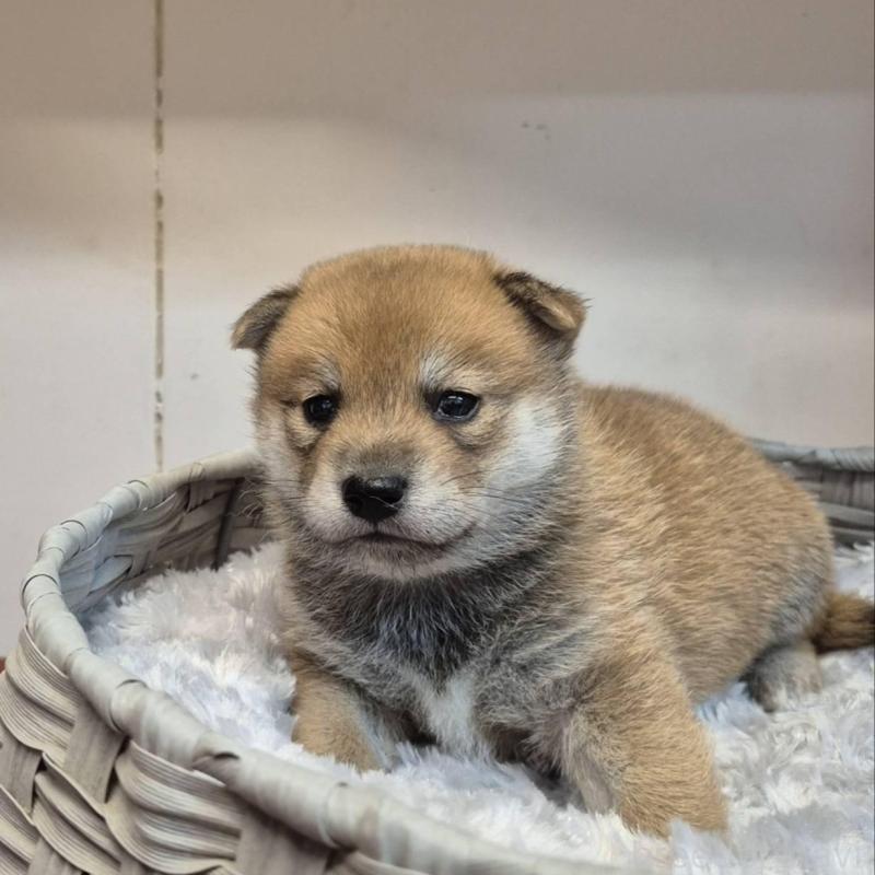 販売中の富山県の柴犬-405793の5枚目
