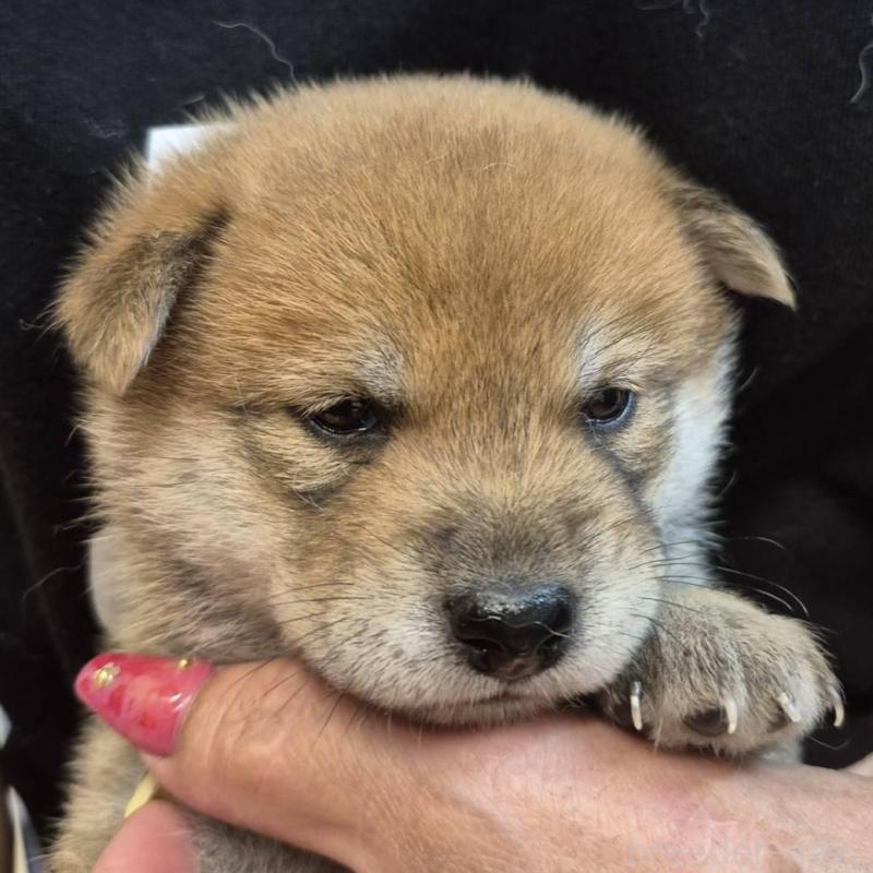 販売中の富山県の柴犬-405793の4枚目