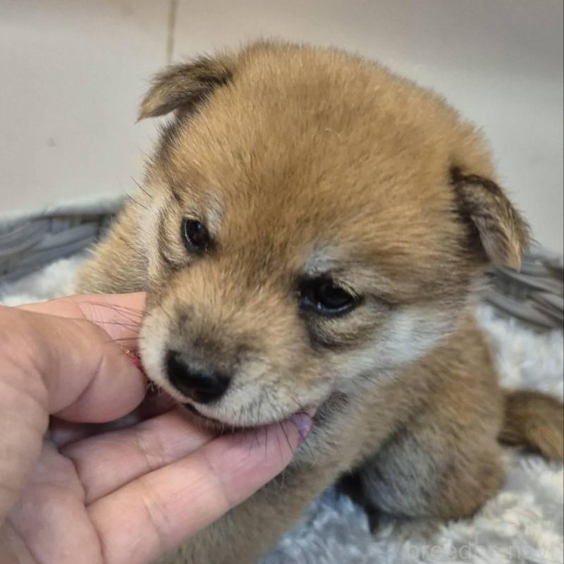 販売中の富山県の柴犬-405793の3枚目