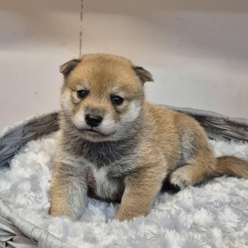 販売中の富山県の柴犬-405793の2枚目