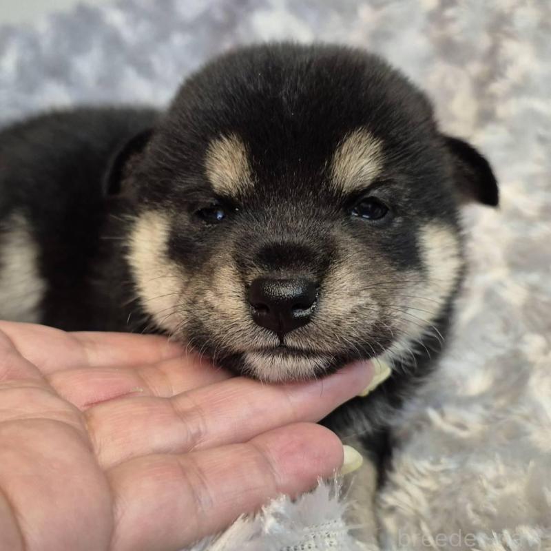 販売中の富山県の柴犬-405795