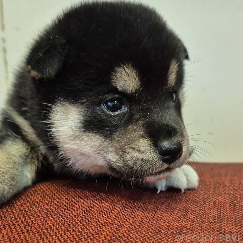 販売中の富山県の柴犬-405795の6枚目