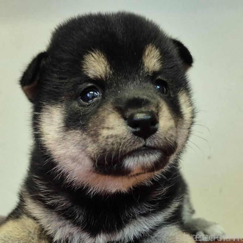 販売中の富山県の柴犬-405795の5枚目