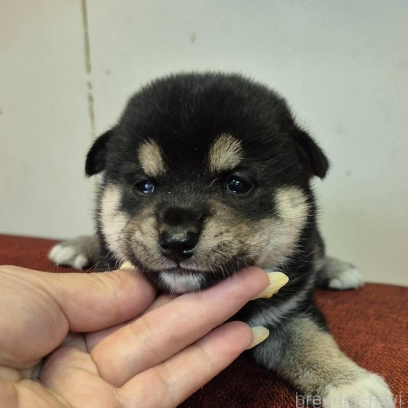 販売中の富山県の柴犬-405795の4枚目