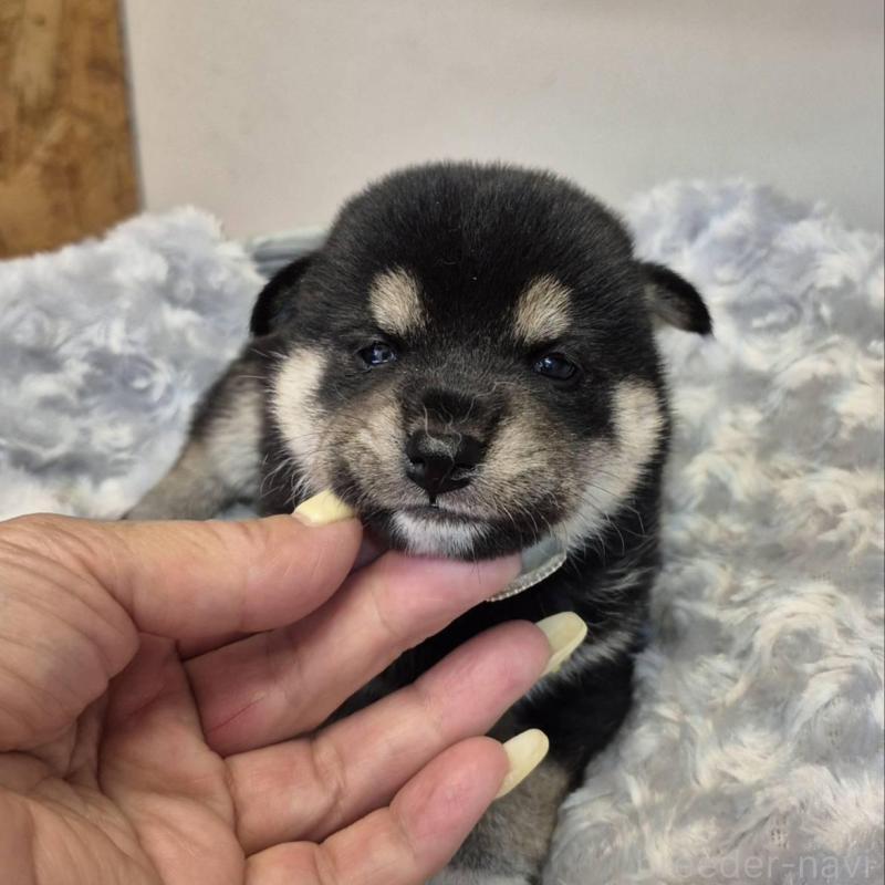 販売中の富山県の柴犬-405795の3枚目