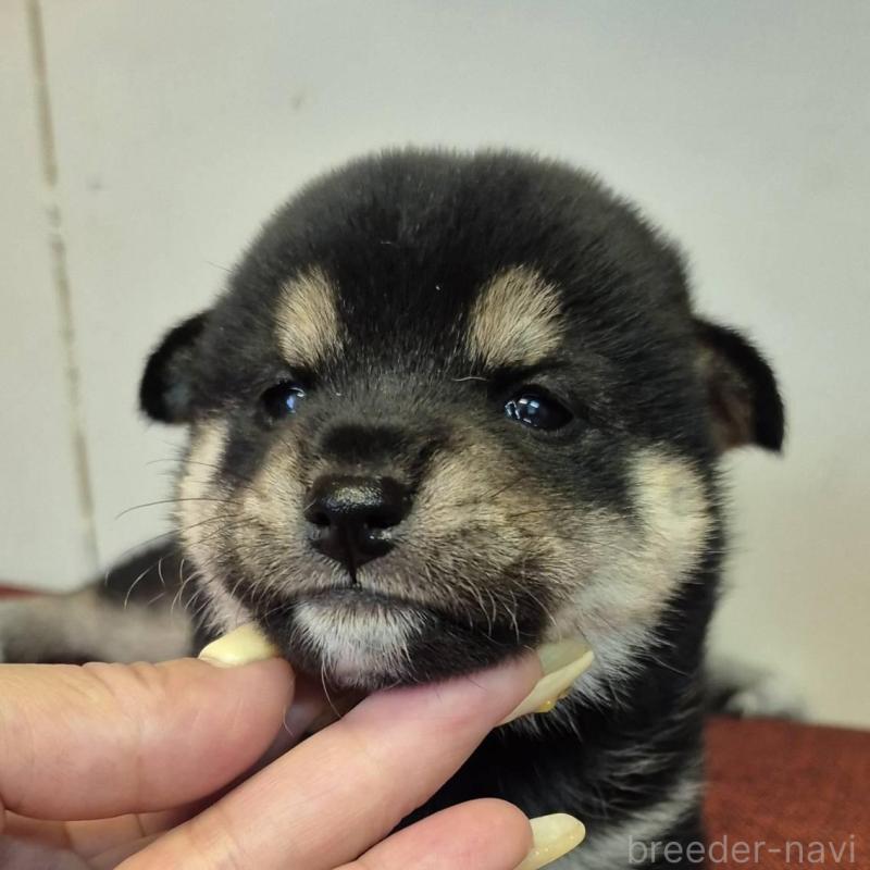 販売中の富山県の柴犬-405795の2枚目