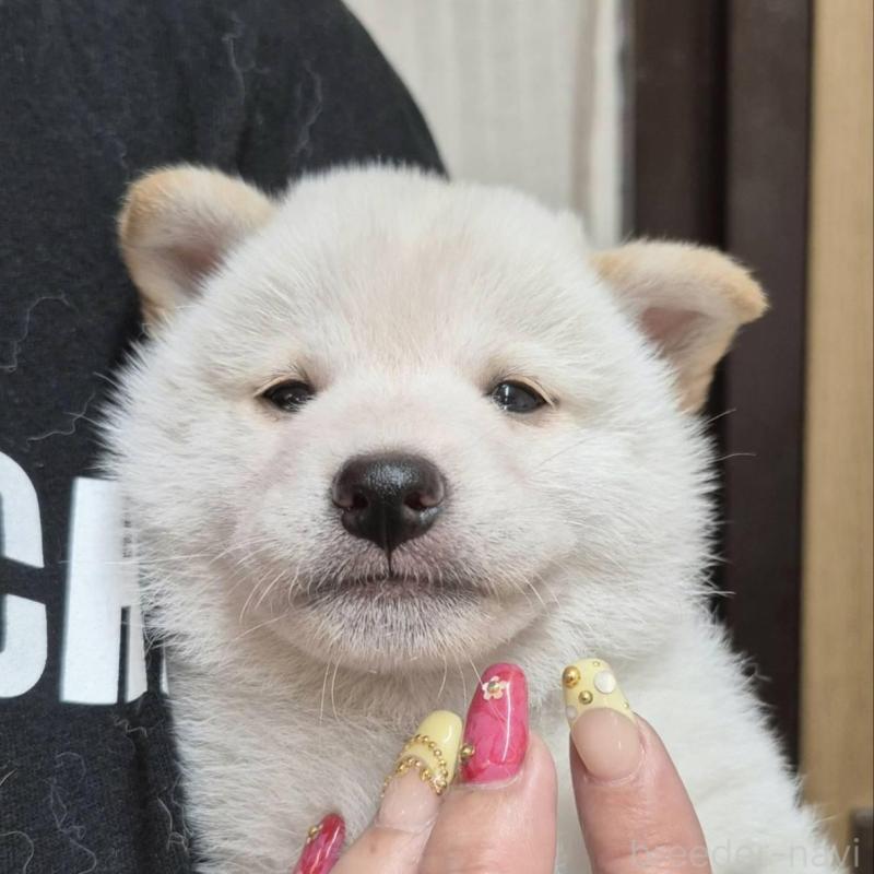 販売中の富山県の柴犬-405796の1枚目