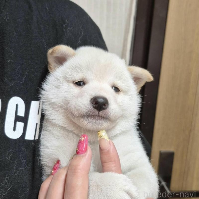 販売中の富山県の柴犬-405796の6枚目