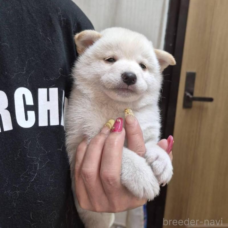 販売中の富山県の柴犬-405796の5枚目