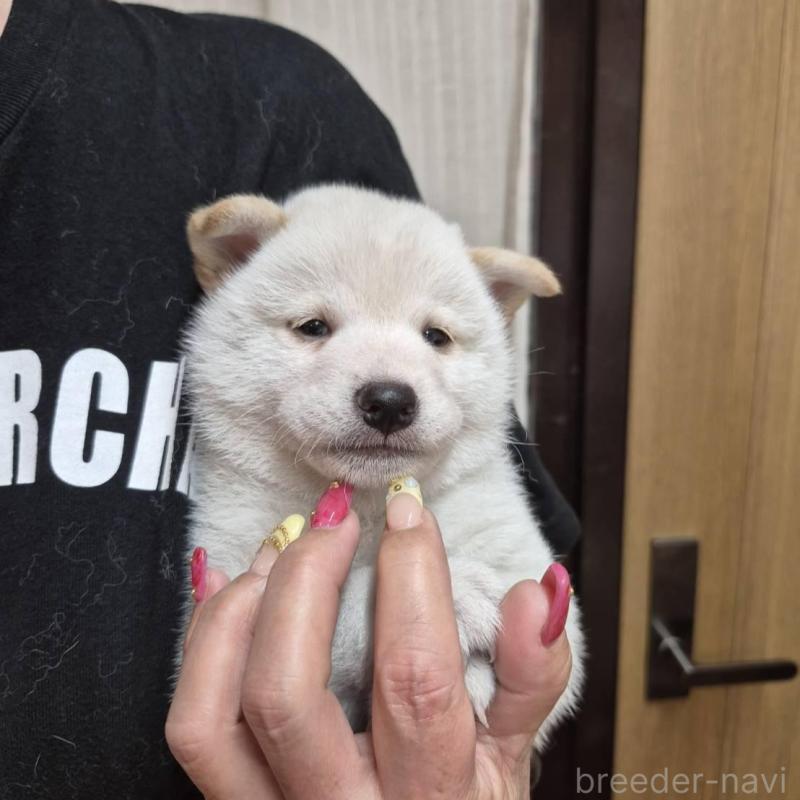 販売中の富山県の柴犬-405796の4枚目