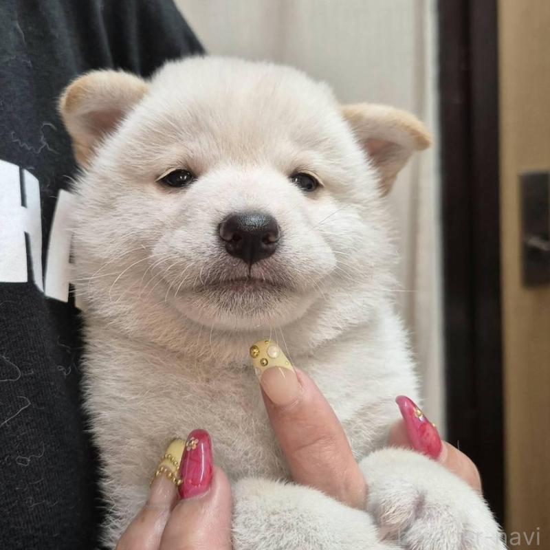 販売中の富山県の柴犬-405796の3枚目