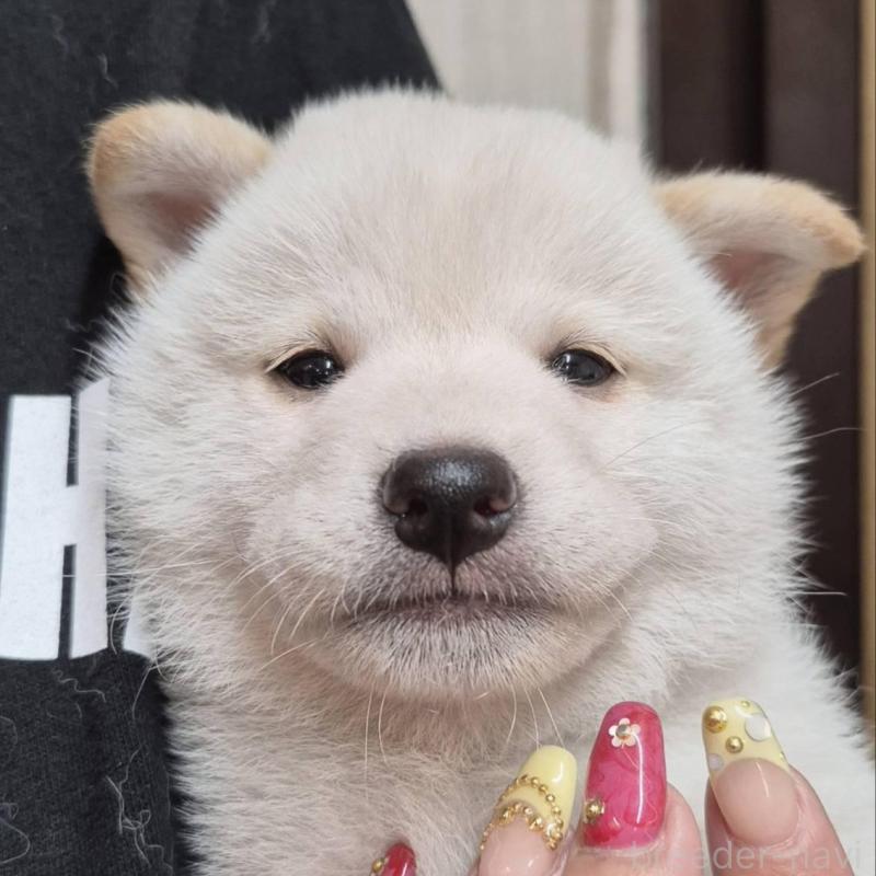 販売中の富山県の柴犬-405796の2枚目