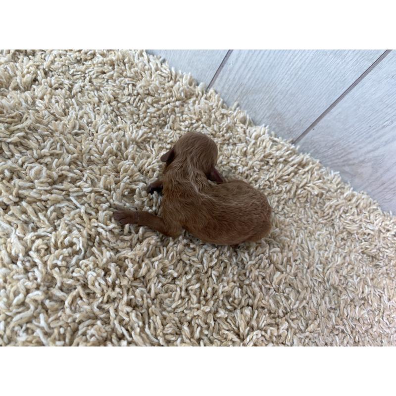 商談中の茨城県のトイプードル-405797の2枚目