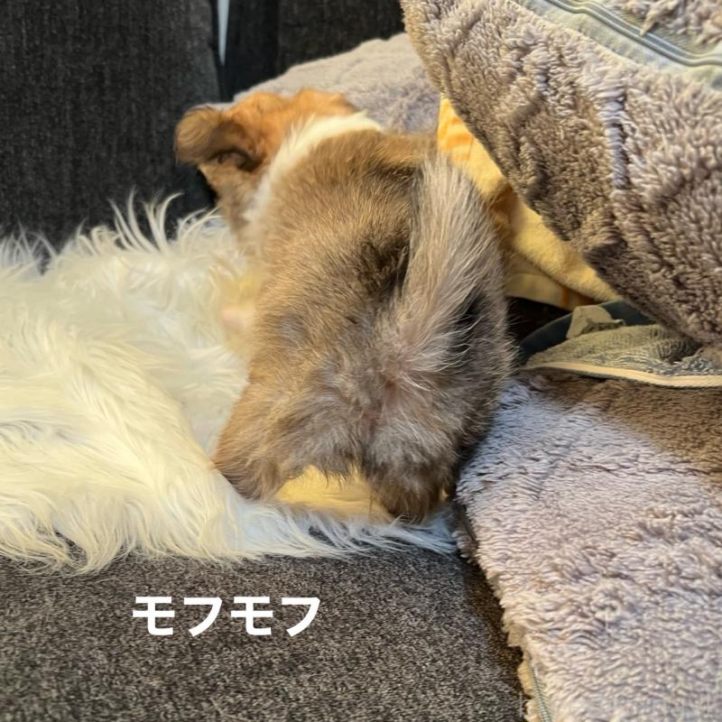 販売中の石川県のチワワ(ロングコート)-401931の8枚目