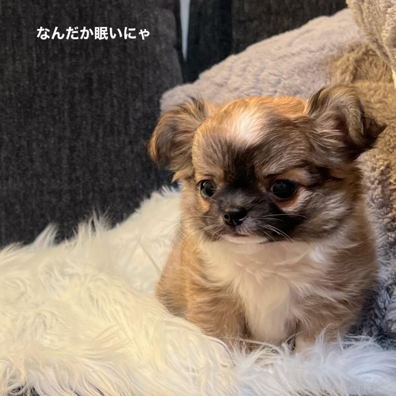 販売中の石川県のチワワ(ロングコート)-401931の4枚目