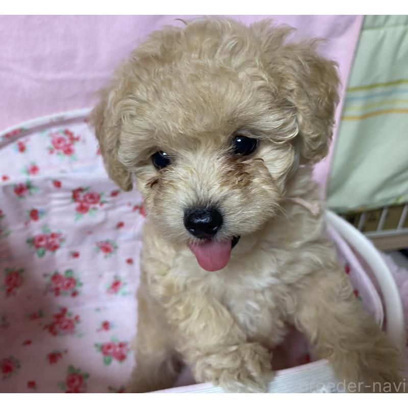 販売中の長野県のミックス犬-398920