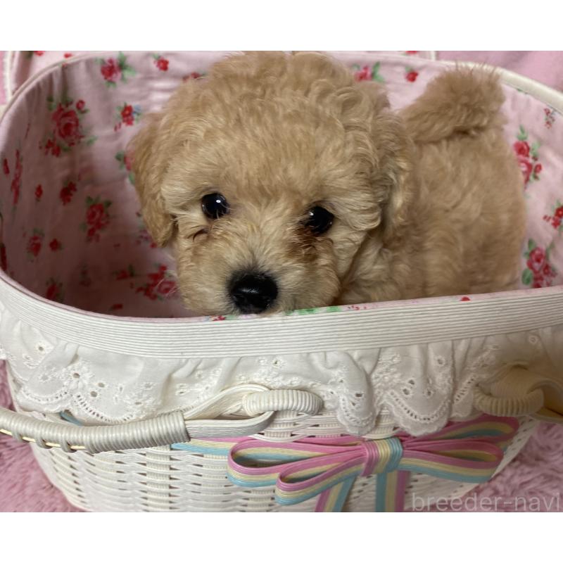 成約済の長野県のミックス犬-398920の2枚目