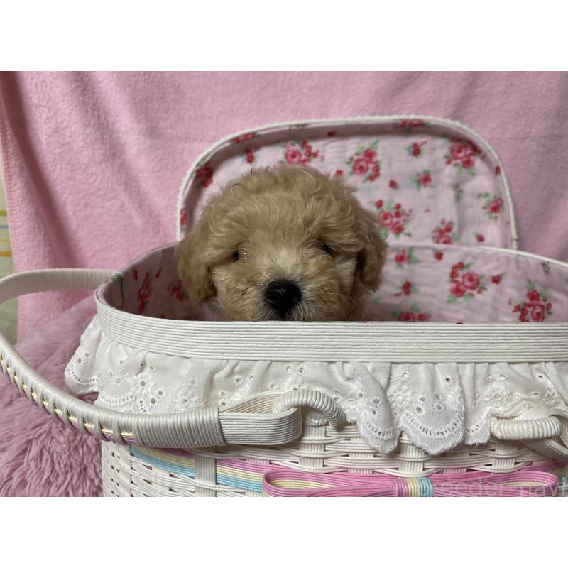 成約済の長野県のミックス犬-398930の2枚目