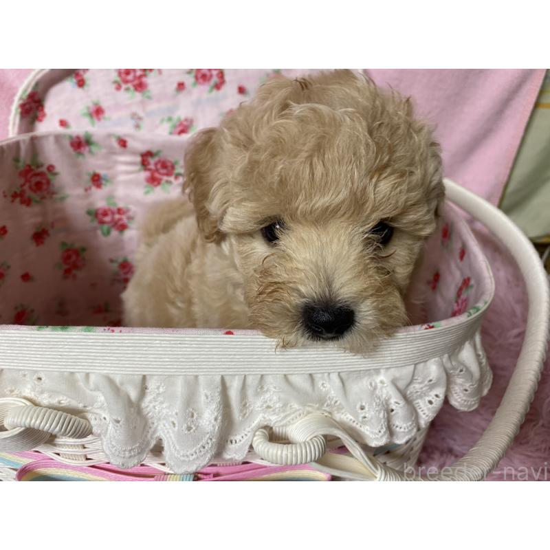 成約済の長野県のミックス犬-398925の2枚目