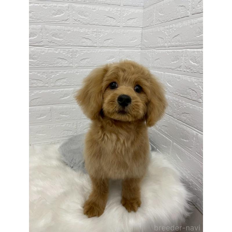 成約済の岡山県のミックス犬-393009の13枚目