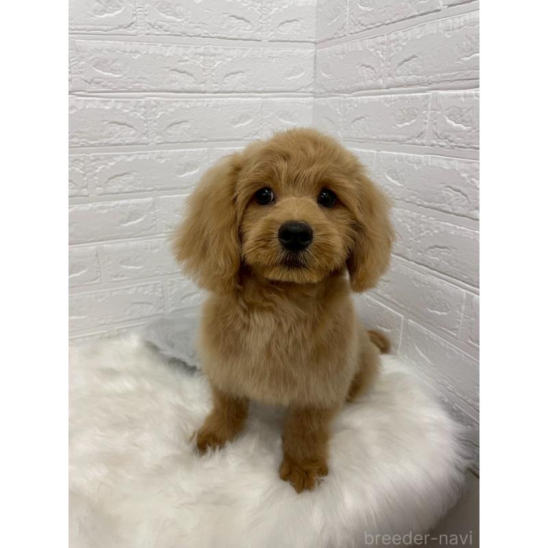 成約済の岡山県のミックス犬-393009の12枚目