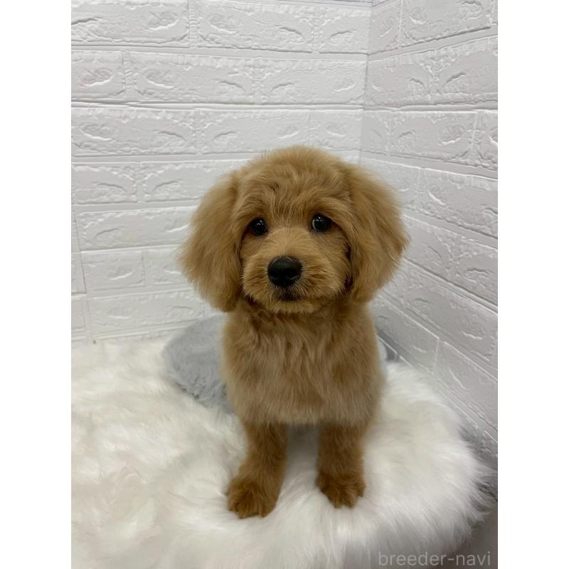 成約済の岡山県のミックス犬-393009の10枚目