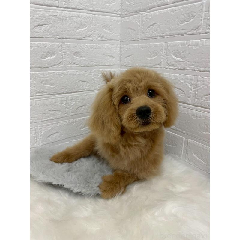 成約済の岡山県のミックス犬-393009の9枚目
