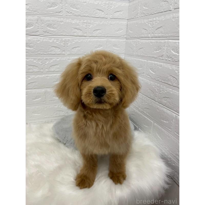 成約済の岡山県のミックス犬-393009の8枚目