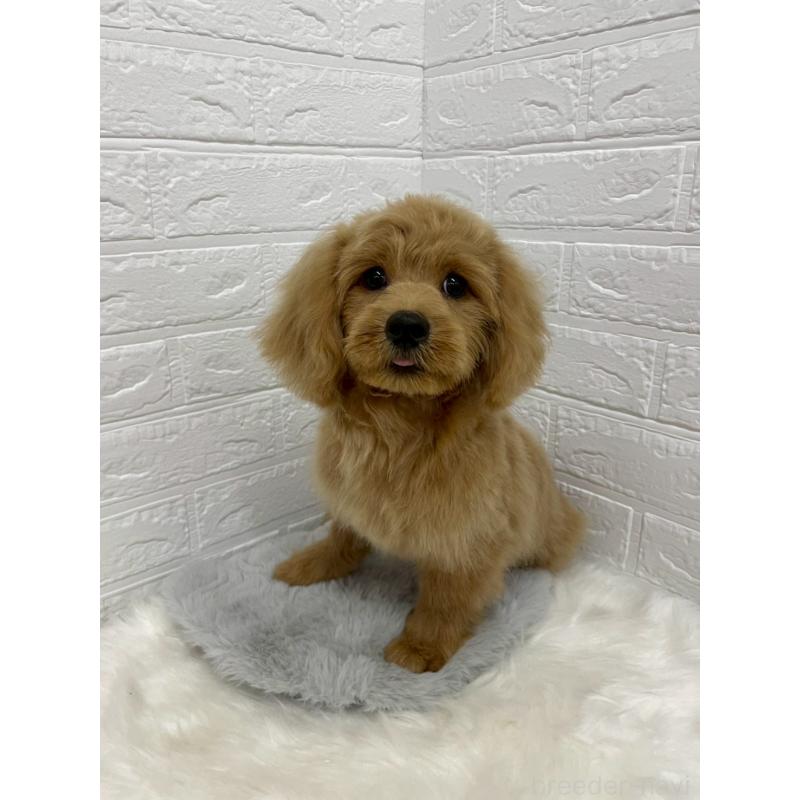 成約済の岡山県のミックス犬-393009の7枚目