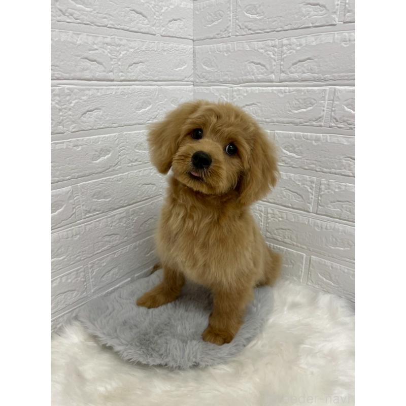 成約済の岡山県のミックス犬-393009の5枚目