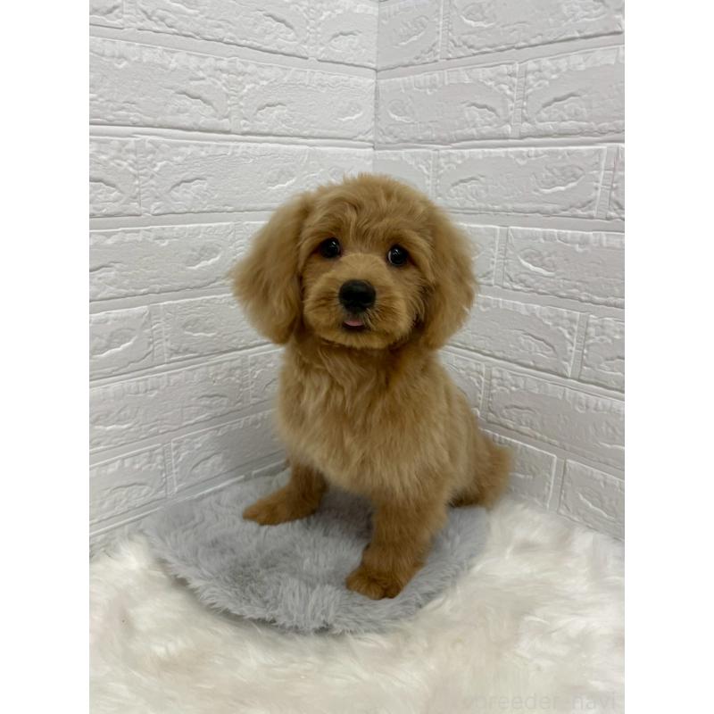 成約済の岡山県のミックス犬-393009の4枚目