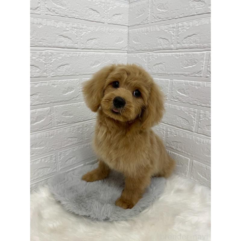成約済の岡山県のミックス犬-393009の3枚目