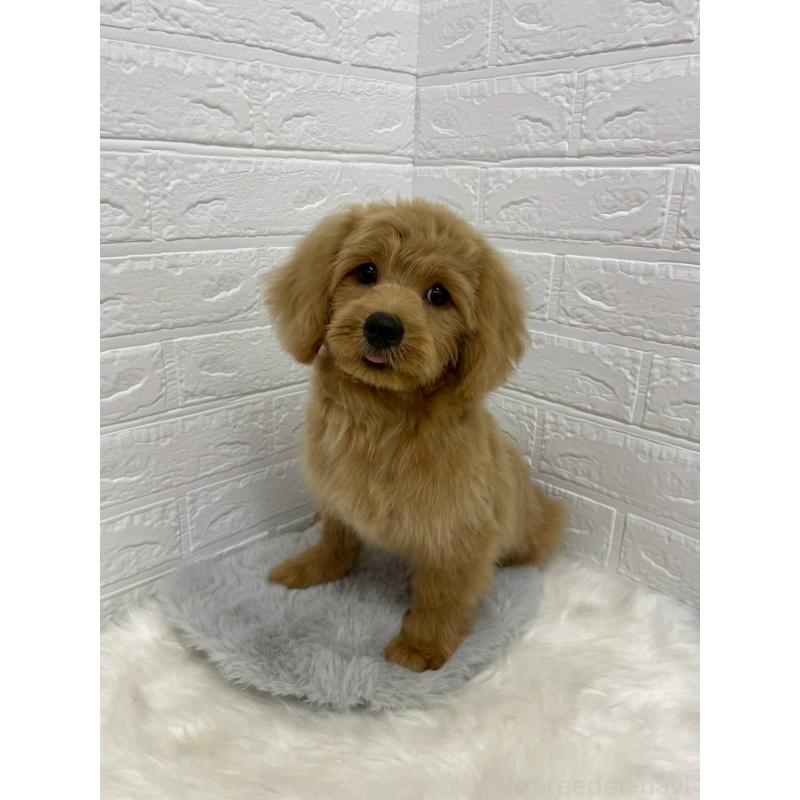 成約済の岡山県のミックス犬-393009の2枚目