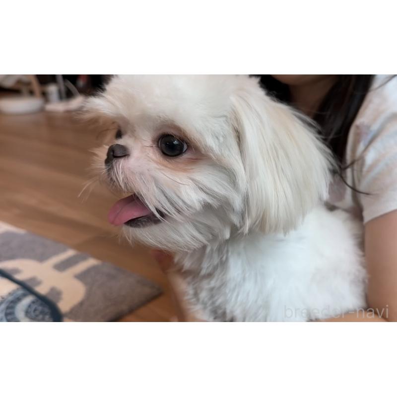 販売中の埼玉県のミックス犬-361568の20枚目