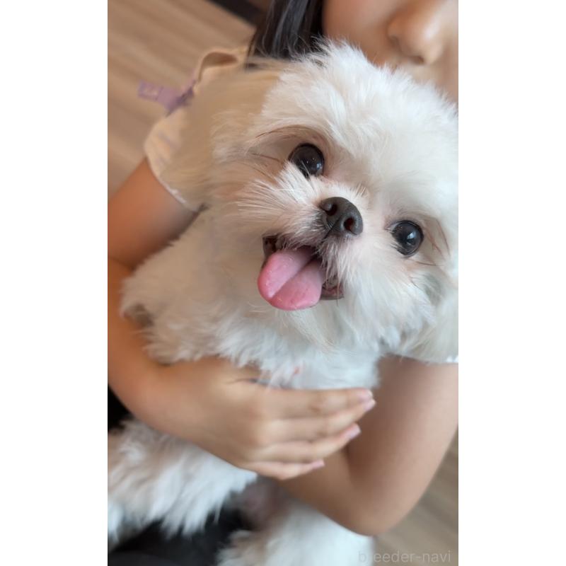 販売中の埼玉県のミックス犬-361568の19枚目