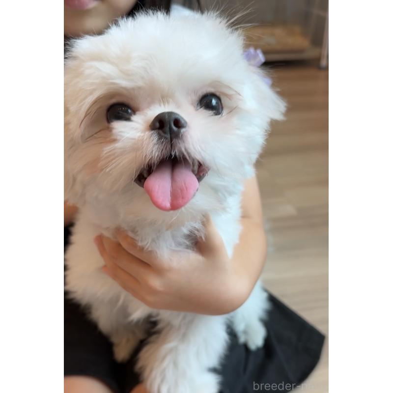 販売中の埼玉県のミックス犬-361568の18枚目