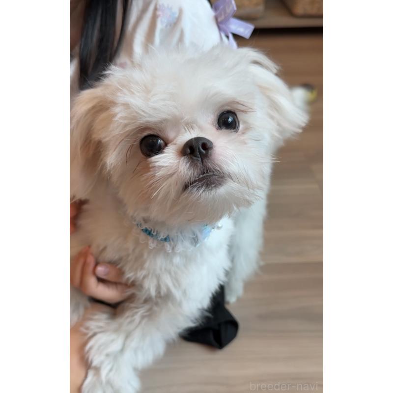 販売中の埼玉県のミックス犬-361568の16枚目