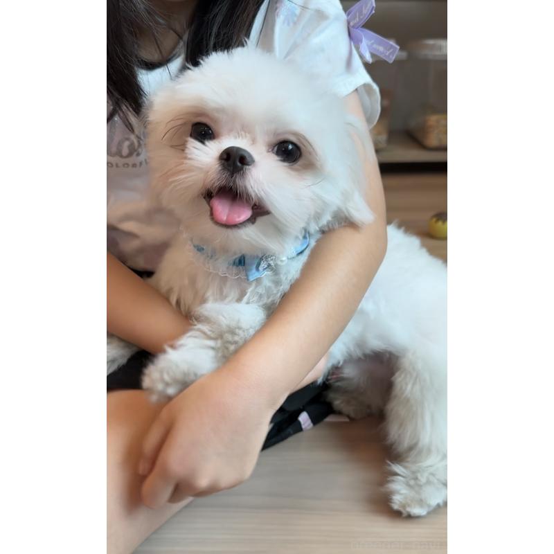 販売中の埼玉県のミックス犬-361568の15枚目